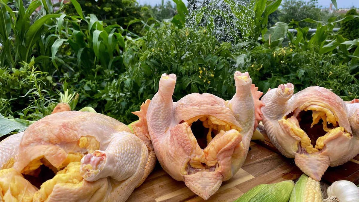 Előhűtött egész csirke belsőséggel